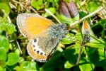 alpen-wiesenvgelchen oder der alpen-heufalter coenonympha gardetta_salfeinsalm-senderstal_20140626_gog_1010